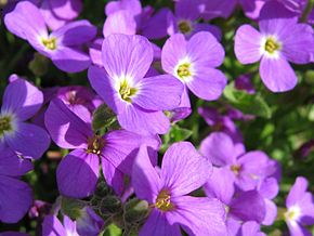 Aubrieta Gloria